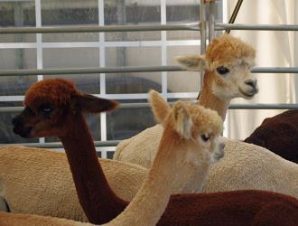 Alpacas3