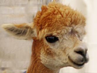 Alpacas1