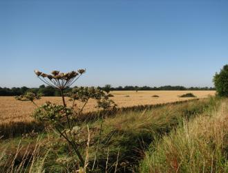 Cow parsley or is it sheeps parsley?