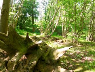 Fallen tree