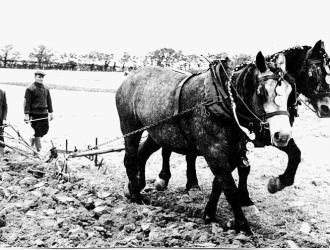 Horses working on a  farm.